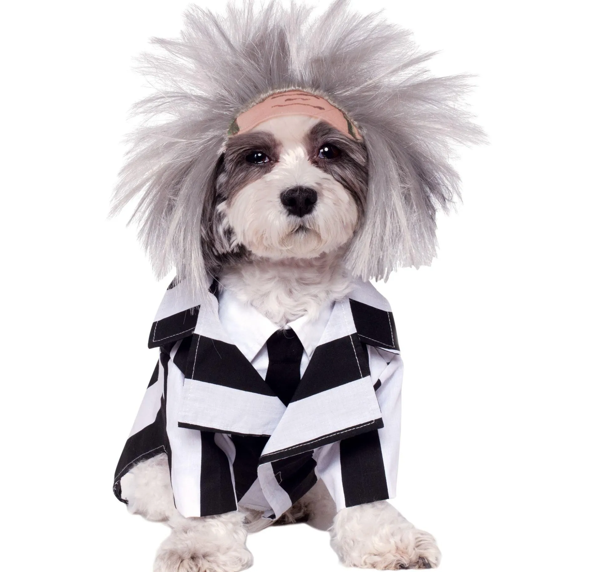 Cheap Beetlejuice Dog Costume Dog & Pet Costumes