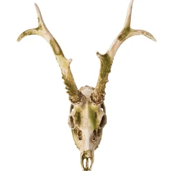 Party City Mossy Deer Skull Resin Decoration, 11.6In X 13.2In| Home Décor