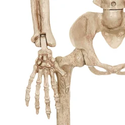 Party City Realistic Hanging Skeleton, 3Ft - Halloween Decoration| Boneyard Glam