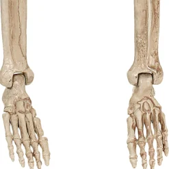 Party City Realistic Hanging Skeleton, 3Ft - Halloween Decoration| Boneyard Glam