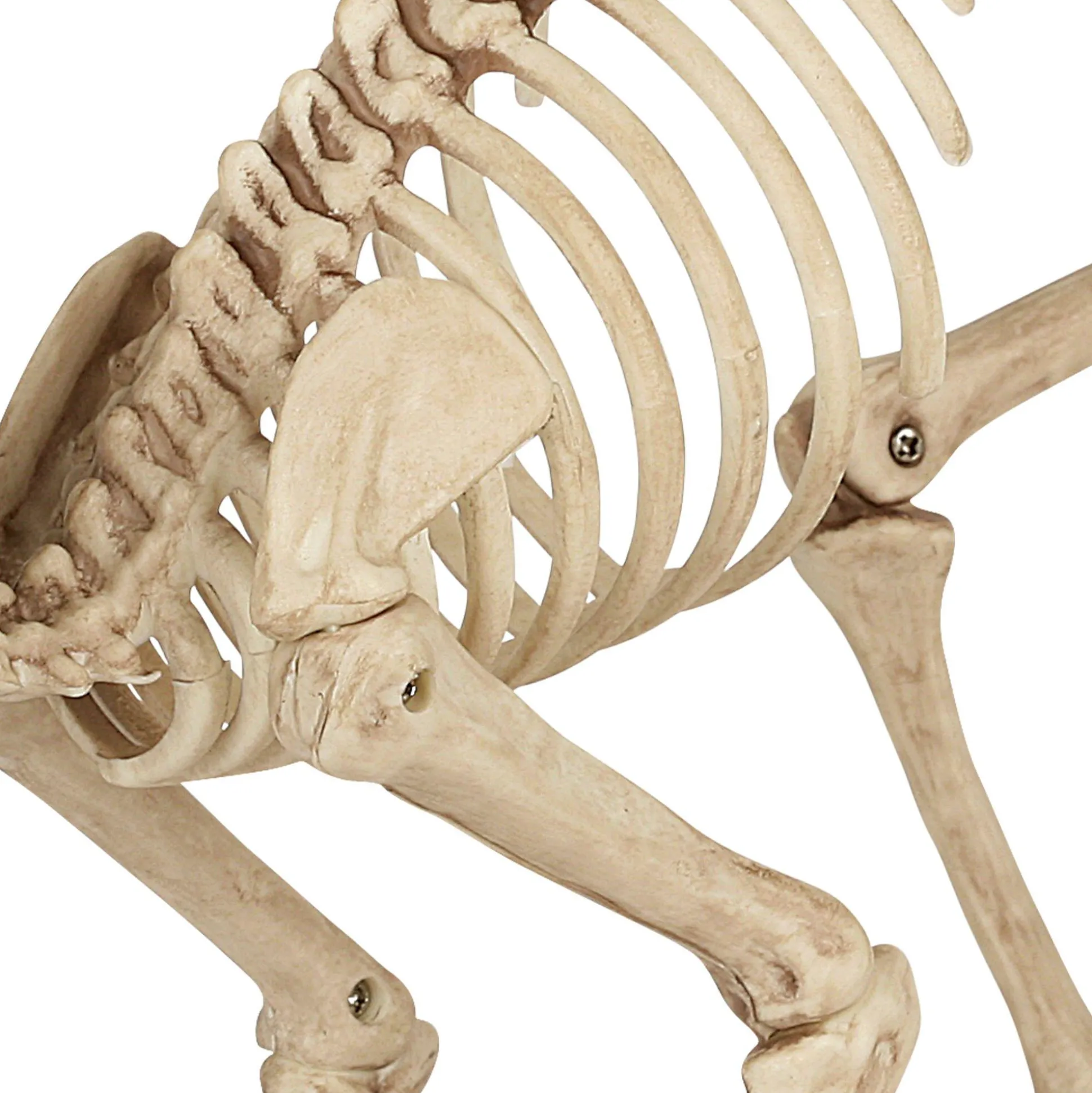 Party City Skeleton Cat Decoration, 18In X 10.25In| Skeletons