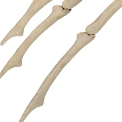 Party City Skeleton Spider Decoration, 21In X 12In| Skeletons